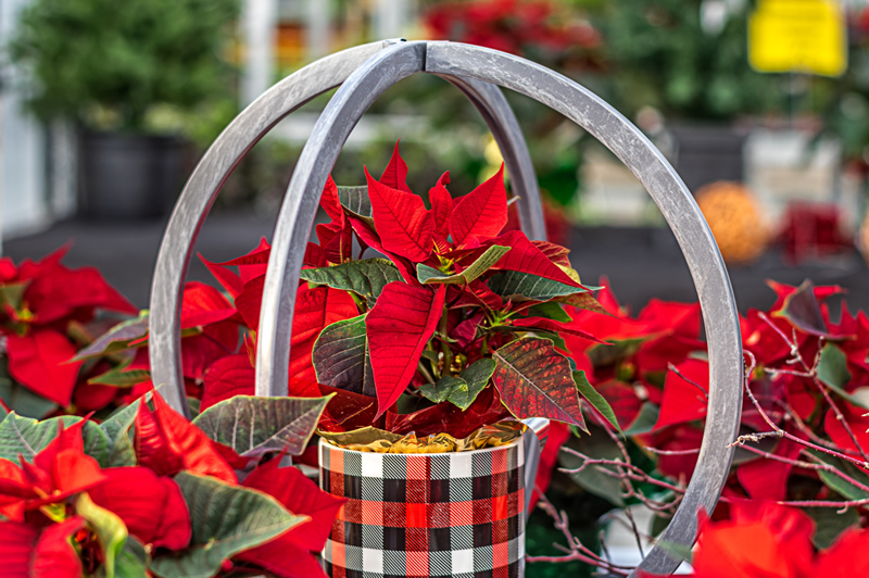 Poinsettias by Steve Tugwell